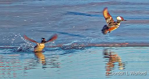 Hooded Mergansers Taking Flight_DSCF6160.jpg - Hooded Mergansers (Lophodytes cucullatus) photographed along the Rideau Canal Waterway at Smiths Falls, Ontario, Canada.